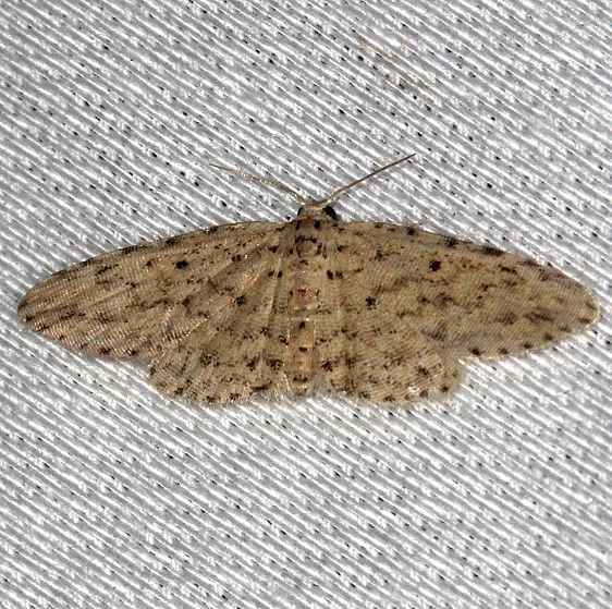 8435.3 Sigela lynx-BG-Collier-Seminole-St-Pk-3-12-14