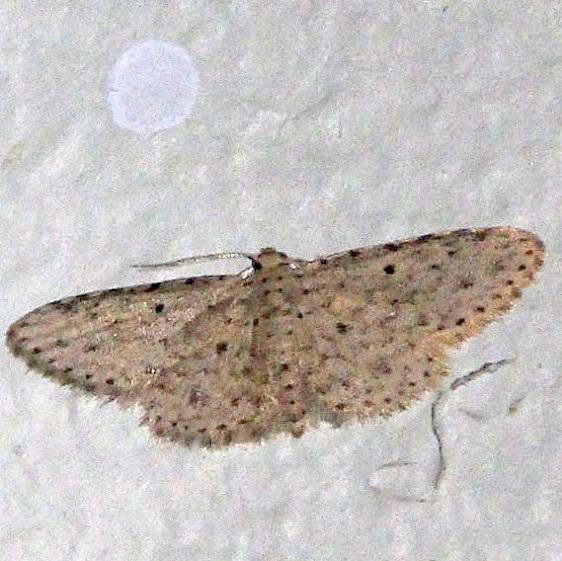 8435.3-Sigela-lynx-Kissimmee-Prairie-St-Pka-3-12-13-203_opt