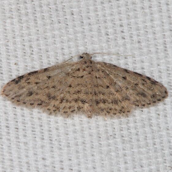 8435.3 Sigela lynx Moth BG Collier-Seminole St Pk Fl 3-4-21