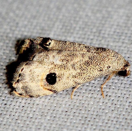8437 Abablemma brimleyana Lake Kissimmee St Pk 3-1-13