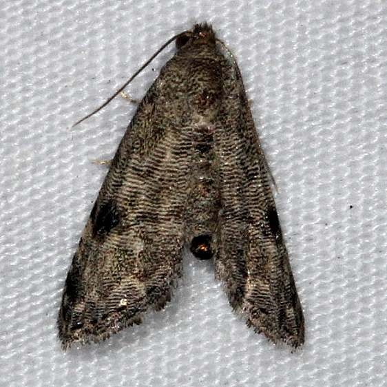 8437 Abablemma brimleyana Little Manetee River St Pk 3-9-15