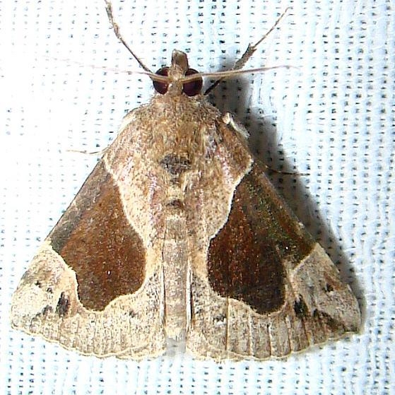 8441 Flowing-line Bomolacha Moth Payne's Prairie St Pk 3-20-12