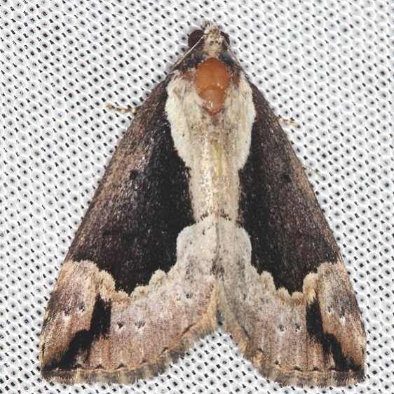 8442 Baltimore Bomolocha Moth yard 5-18-13