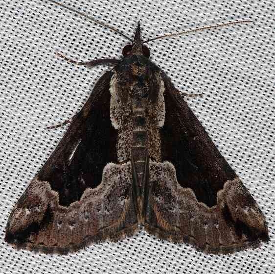8442 Baltimore Snout Cumberland Falls St Pk Ky 4-22-14