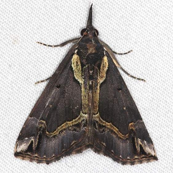 8442.1 Hypena ramstadtii Faver-Dykes St Pk Fl 2-22-15