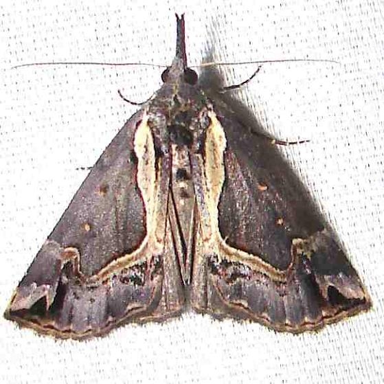8442.1 Hypena ramstadtii Juniper Springs Ocala Natl 3-13-12