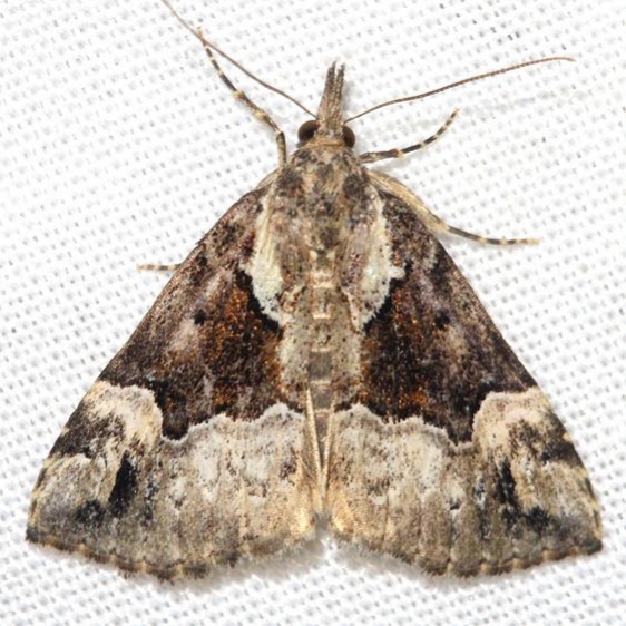8444 Mottled Snout Moth Thunder Lake UP Mich 6-23-12