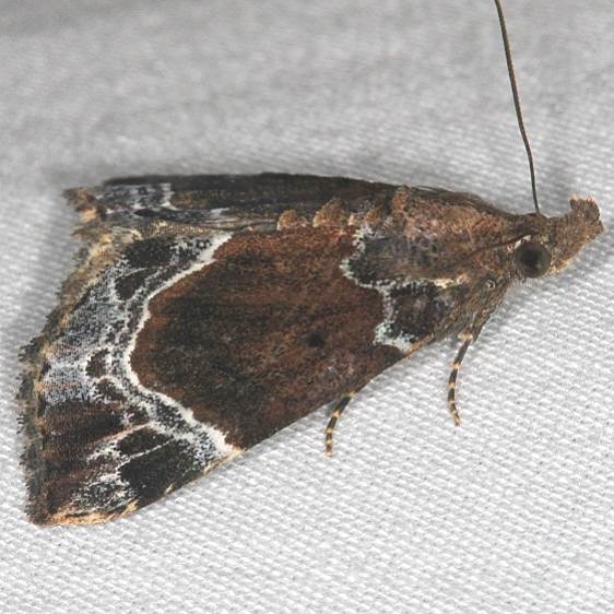 8445 White-lined Bomolocha Moth yard 7-2-18 (1)_opt