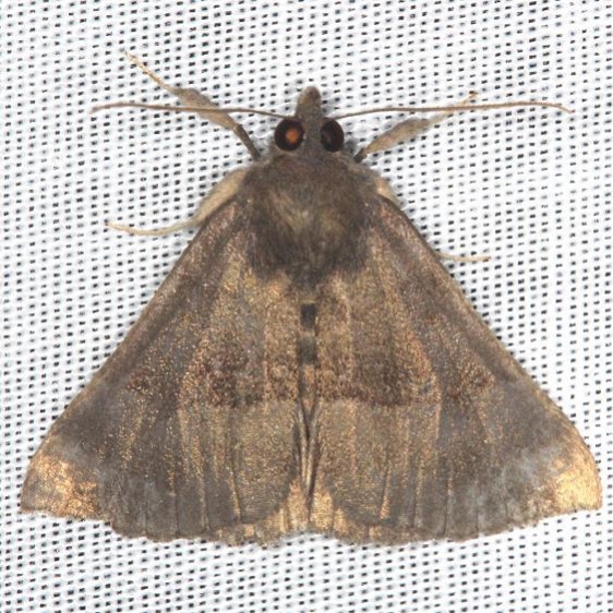 8447 Gray-edged Snout Battelle Darby Pk Ancient Trail Oh 7-25-13