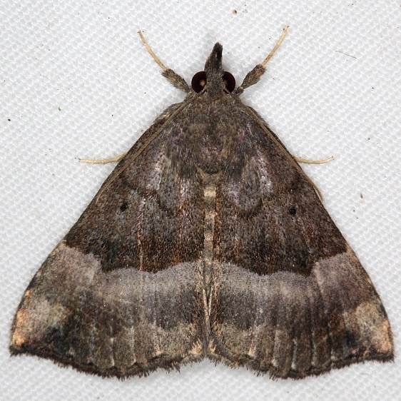 8447 Gray-edged Snout yard 9-1-15