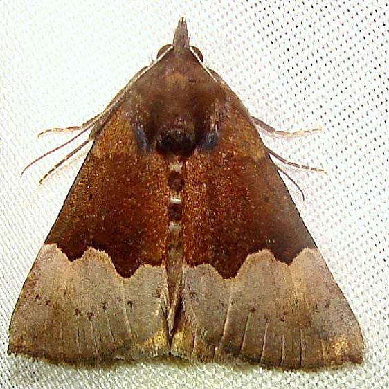 8447.1 Hypena appalachiensis Jenny Wiley 4-26-12 (40)_opt