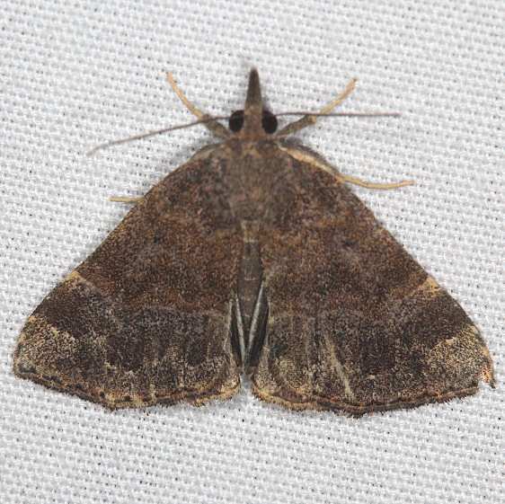 8448 Sordid Bomolocha Moth Coyote Run Preserve Oh 7-19-19