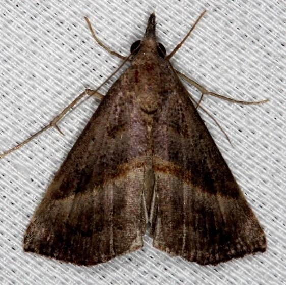 8459 Hypena degesalis Pinelands Everglades Fl 2-18-14
