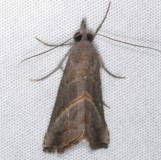 8459 Hypena degesalis yard 11-18-16_opt