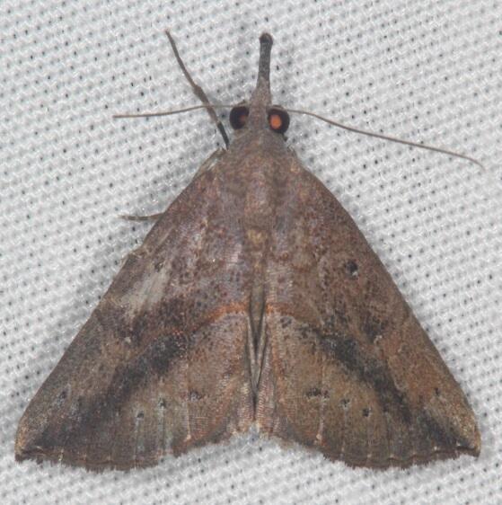 8460 Hypena porrectalis Bear Island Big Cypress Preserve Fl 2-28-21