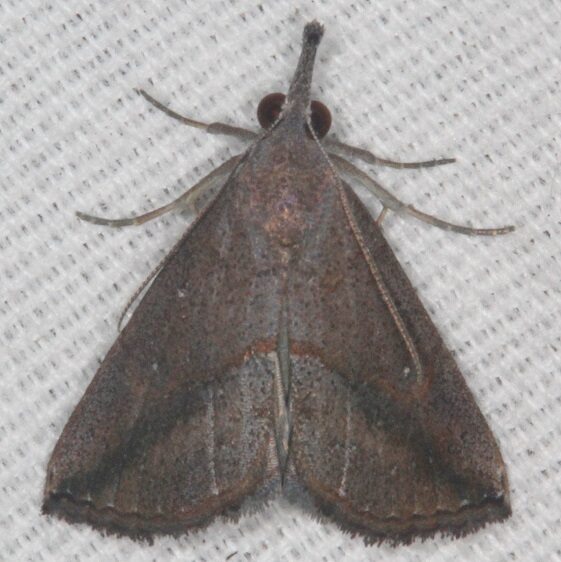 8460 Hypena porrectalis Collier-Seminole St Pk Fl 3-5-21