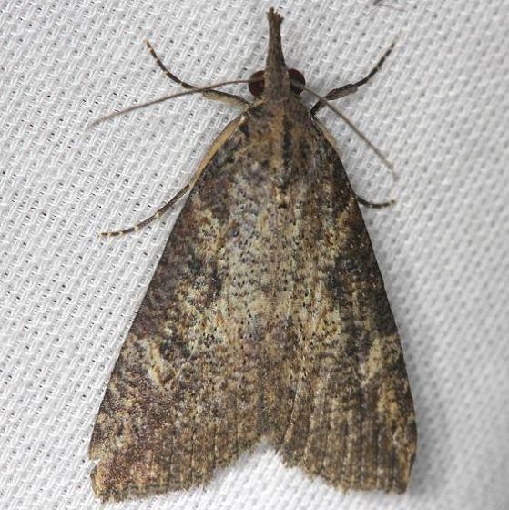 8461 Hop Vine Moth yard 4-9-13