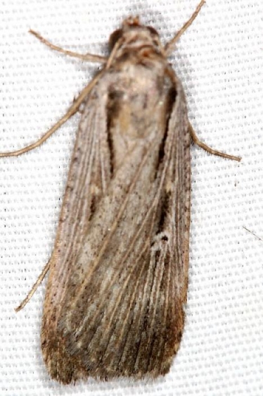 8466 Tathorhynchus exsiccata Campsite 119 Falcon St Pk Texas 10-27-16_opt