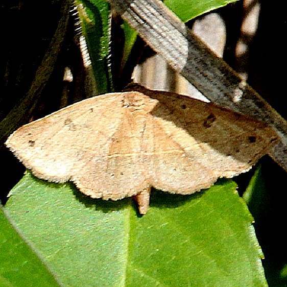 8467 Hemeroplanis scopulepes Abner HollowOhio 5-16-20