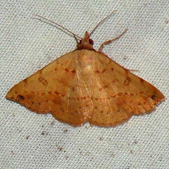 8467 Hemeroplanis scopulepes Benson State Park Texas 10-16-08
