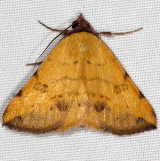 8467 Hemeroplanis scopulepes Campsite 119 Falcon St Pk 10-22-16_opt