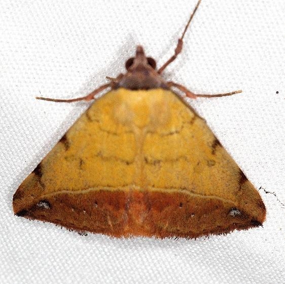 8467 Hemeroplanis scopulepes Campsite 119 Falcon St Pk Texas 10-27-16 (1)_opt