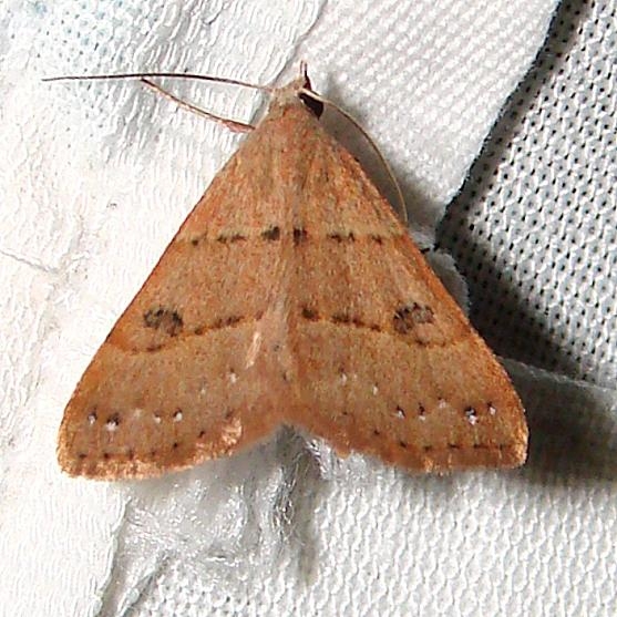 8471 Black-dotted Hemeroplanis Moth Gold Head Branch St Pk 2-16-12