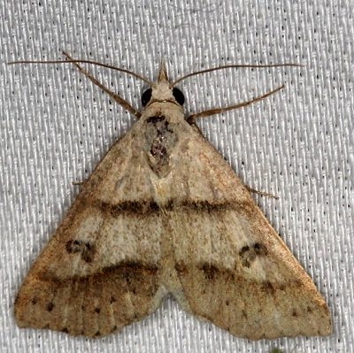 8472 Hemeroplanis historialis NABA Gardens Texas11-3-13