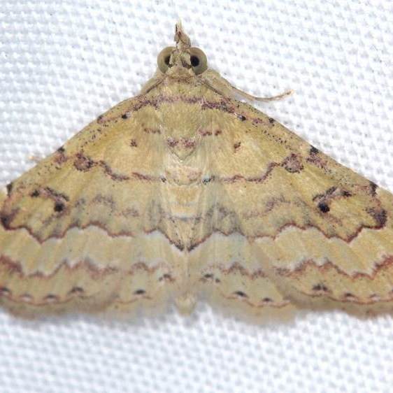 8477.2-Mursa-phtisialis-BG-Bear-Island-Big-Cypress-Preserve-Fl-1-12-24
