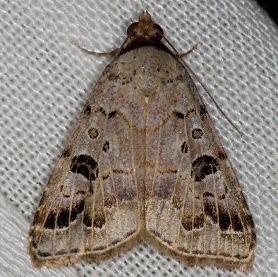8478 Glympis concors NABA Gardens Mission Texas 11-4-13