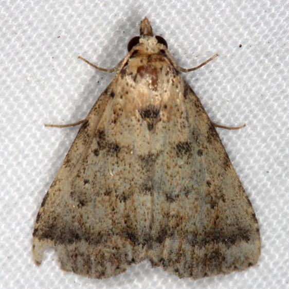 8478 Glympis concors worn tentative-Little-Manetee-River-St-Pk-3-10-15