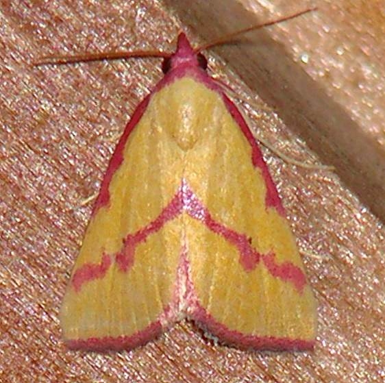 8480 Phytometra emestinana and Benson State Park Texas 10-16-08