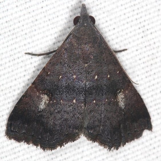 8488 Double-lined Brown Moth Suwanee River St Pk Fl 9-22-18 (7)_opt (1)