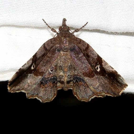 8490 Decorated Owlet Moth Ocean Pond Osceolo Natl Frst 3-25-15