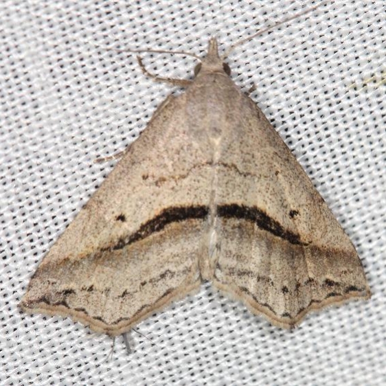 8491 Lost Owlet Moth yard 5-18-13