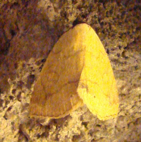 8495 Isogona punctipennis Ventana Canyon Resort Tucson Az 9-10-12