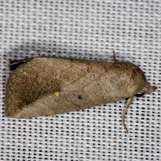 8497 Snow's Owlet Moth NABA Gardens Mission, Texas 11-4-13