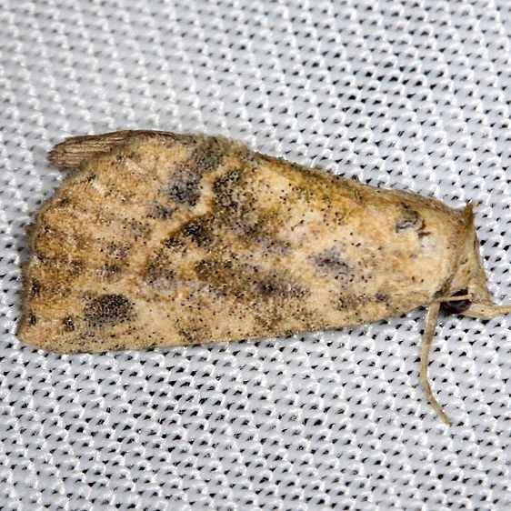8497 Snow's Owlet Moth NABA Gardens Mission, Texas 11-4-13