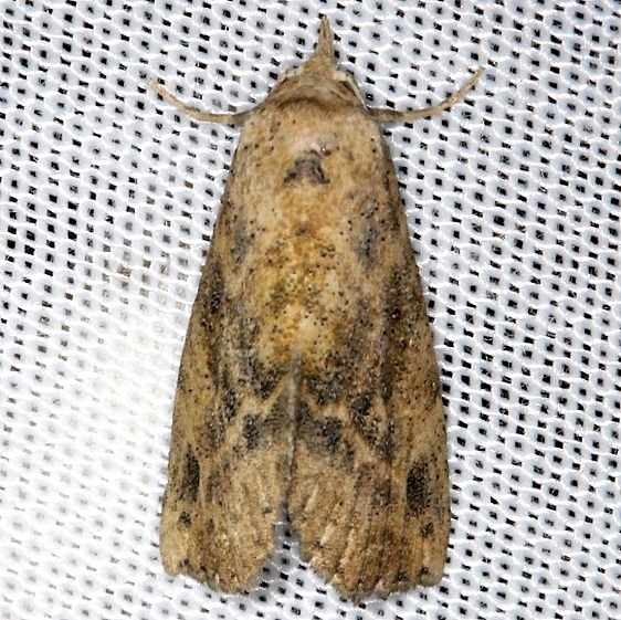 8497 Snow's Owlet Moth NABA Gardens Texas 11-3-13