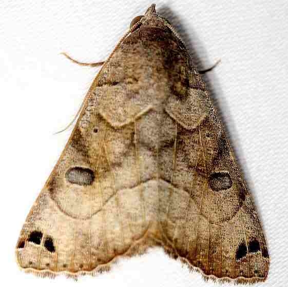 8498 Isogona scindens Everglade Natl Pk Nike Missle Rd 3-5-13