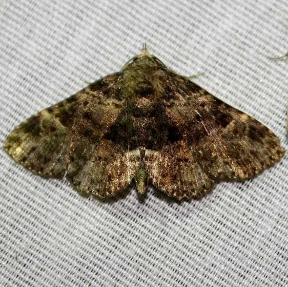 8499 Common Fungus Moth at Chatteau Adams Co Oh 9-12-09