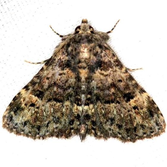 8499 Common Fungus Moth yard 8-15-13