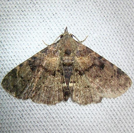 8500 Four-spotted Fungus Moth CREW Marsh Fl 3-6-12