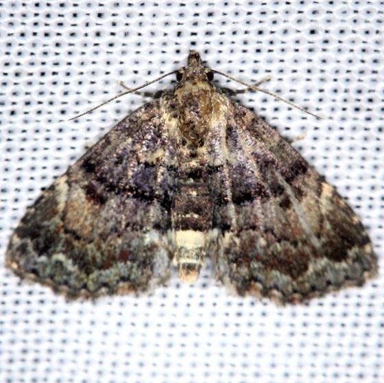 8503 Diabolical Fungus Moth Shawnee St Pk Oh 6-14-13