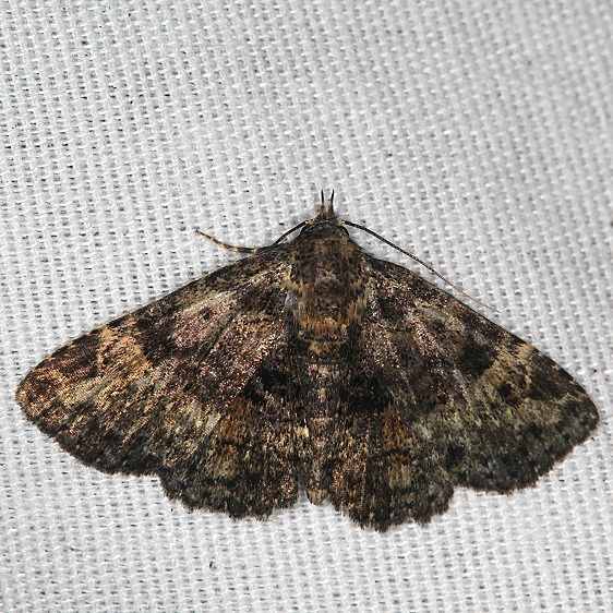 8503 Diabolical Fungus Moth yard 7-8-19