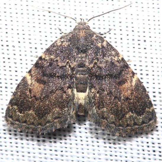 8505 Richard's Fungus Moth Jenny Wiley St Pk Ky 4-26-12