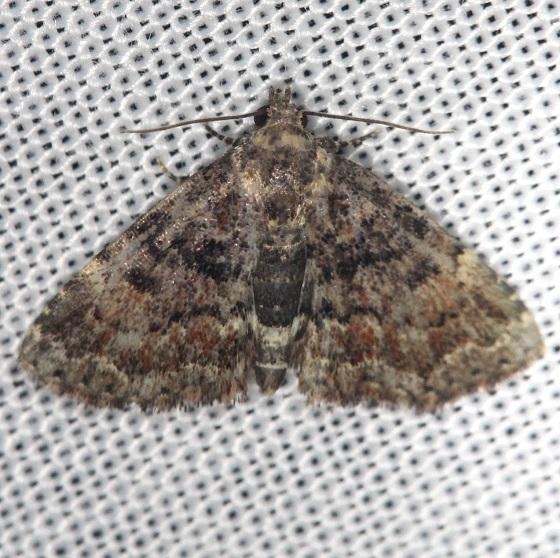 8505 Richard's Fungus Moth Shawnee St Pk Oh 6-15-13