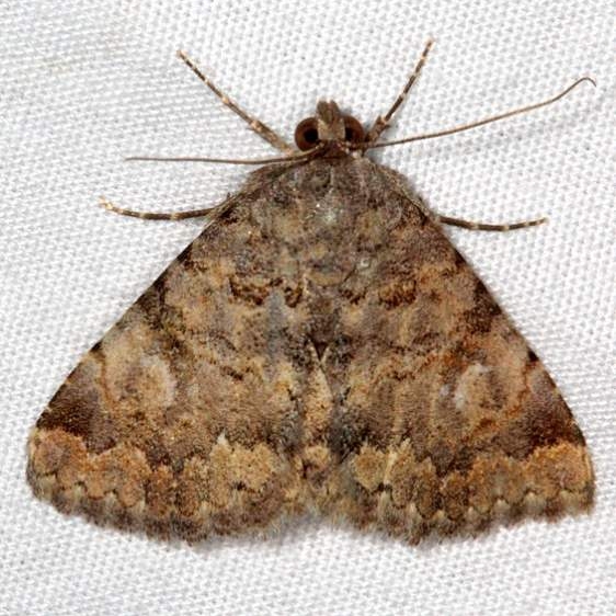 8506 Metalectra miserulata White House campground Grand Staircase Escalante Utah 5-25-17 (53)_opt