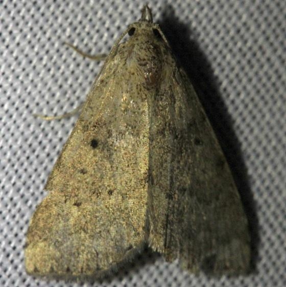 8510 Watson's Arugisa Moth Shawnee St Pk Oh 6-14-13