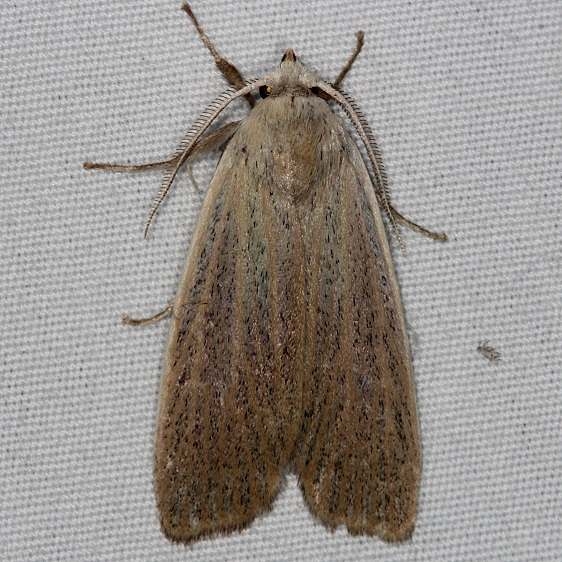 8517 Palpidia pallidior Collier-Seminole St Pk 3-6-15